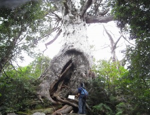 10/3(1-0)    屋久島・モッチョム岳・登山道