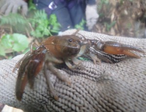 2022.07.02-03(2-0)見市川支流白水沢~平田内川